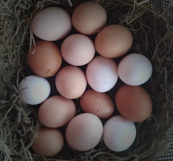 Uova Rosse Bianche di qualità